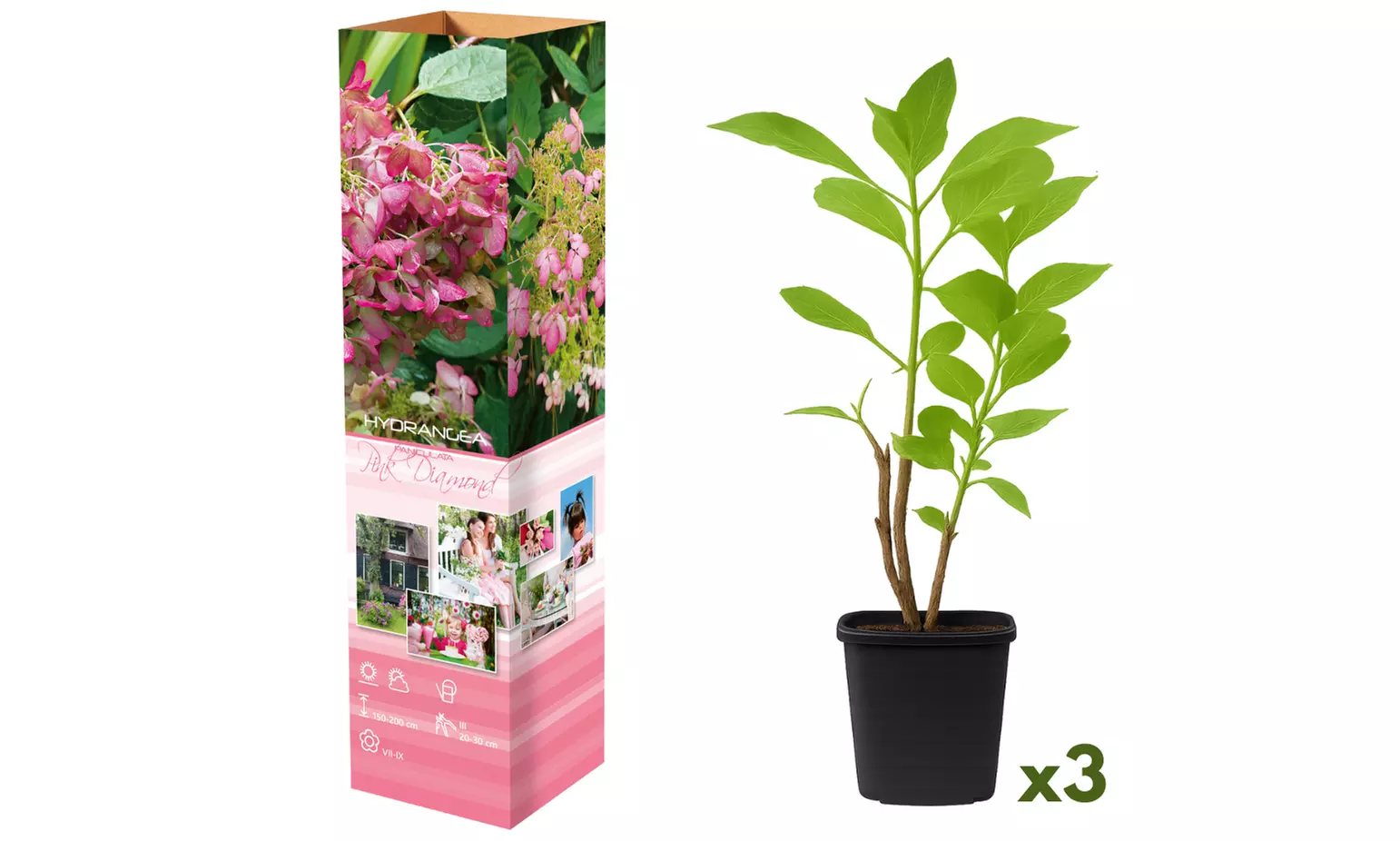 Plants d'hortensias colorés