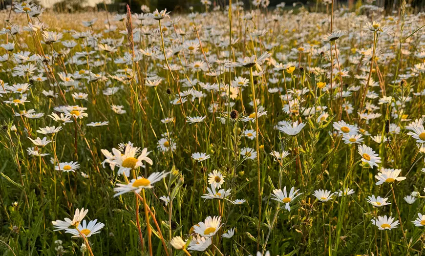 Image 18: Wildflower Meadow Afternoon Tea for Two or Four – Relax & Unwind at Finchingfield Lavender Field! (Up to 45% Off)