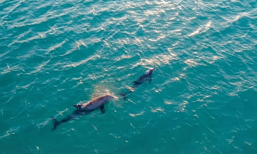 Private Boat Tour of Miami Harbor Area – North Miami