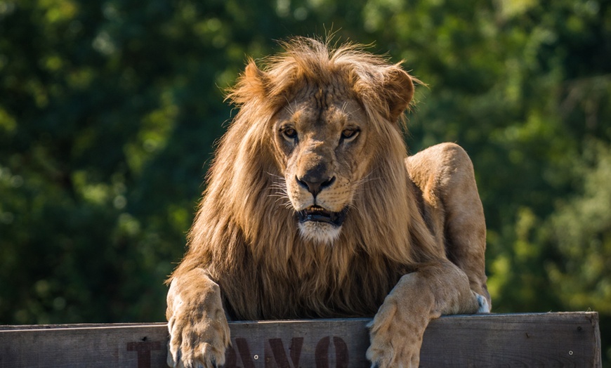 Image 9: Le "plus grand safari de France" : journée d'évasion à Planète Sauvage