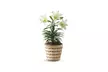 Beautiful Easter Collection from Blooms Today with Delivery Included Same Day Delivery Available (Up To 20% Off) - Image 5