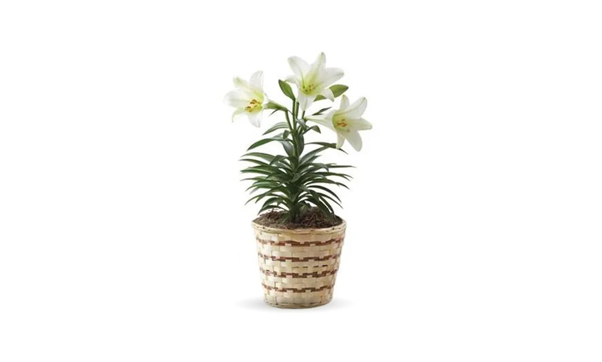 Image 5: Beautiful Easter Collection from Blooms Today with Same Day Delivery