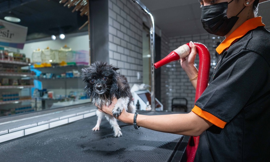 Image 7: Dog or Cat Grooming Session