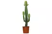 1 of 2 Euphorbia Acruensis “Cowboy Cactus” – hoogte 60-70 cm - Image 2