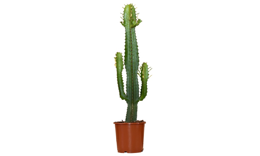 Image 2: 1 of 2 Euphorbia Acruensis “Cowboy Cactus” – hoogte 60-70 cm