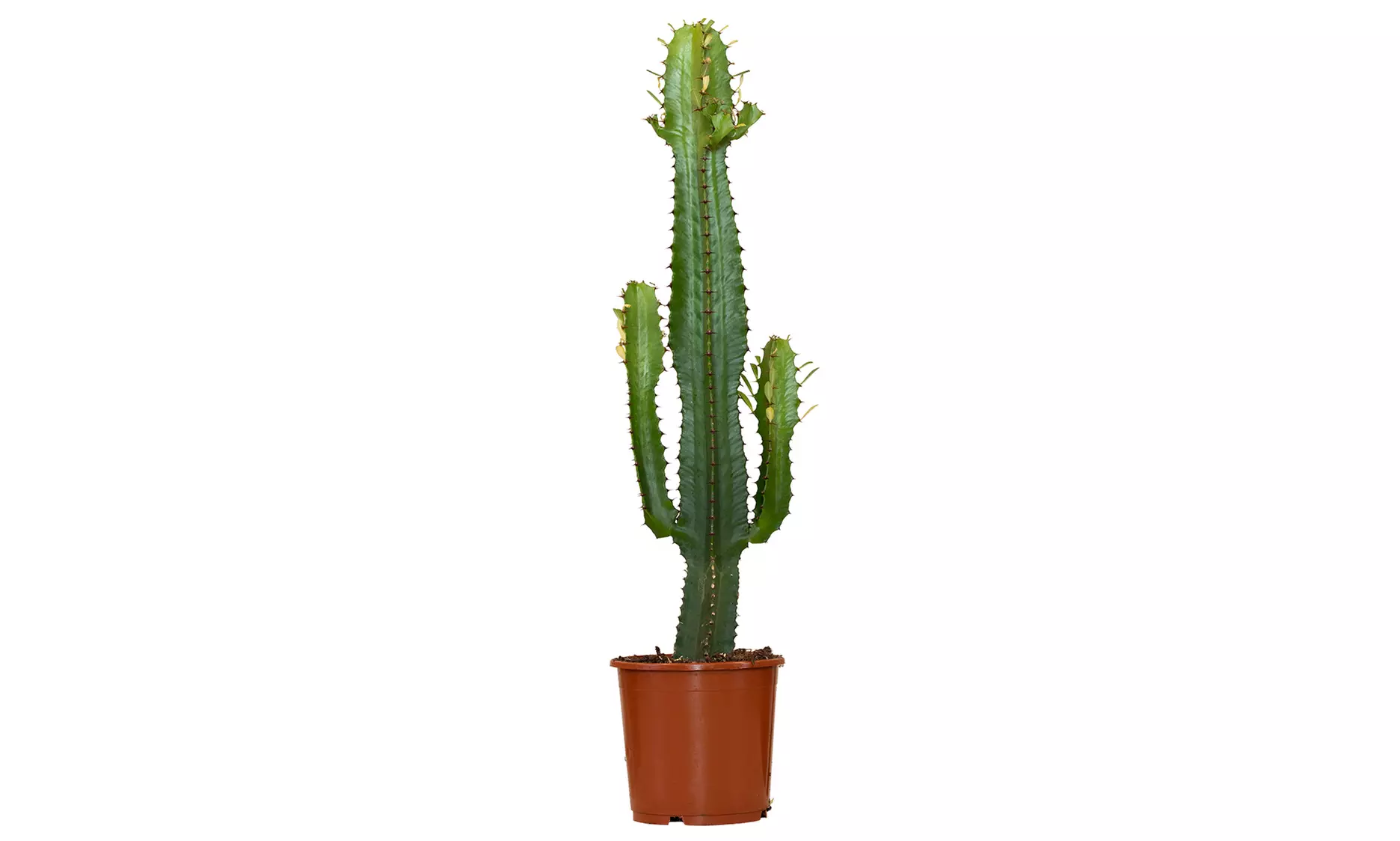 1 of 2 Euphorbia Acruensis “Cowboy Cactus” – hoogte 60-70 cm