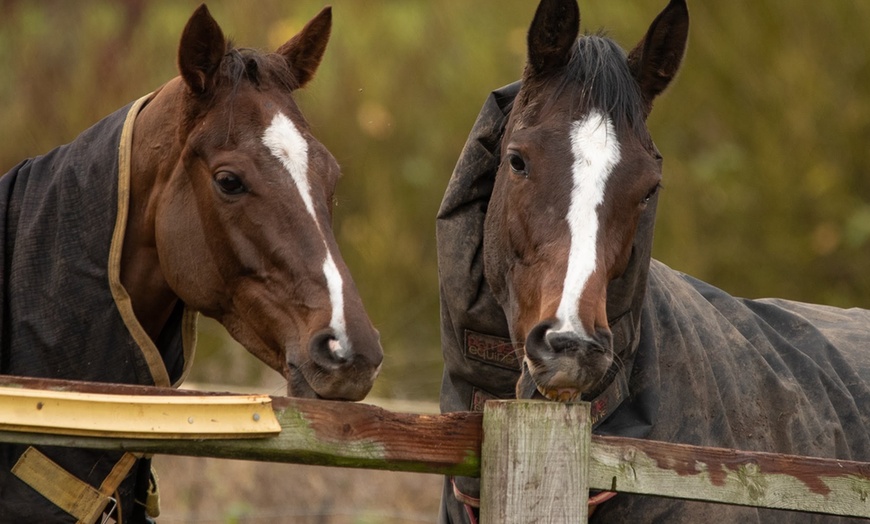 Image 4: Racehorse Owner Experience