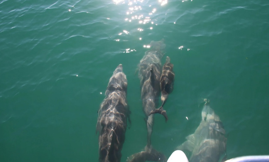 Image 4: Sail Across Gold Coast Broadwater on a 4 Hour Whale Watching Cruise