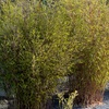 Image 1: Bambou Fargesia, non invasif