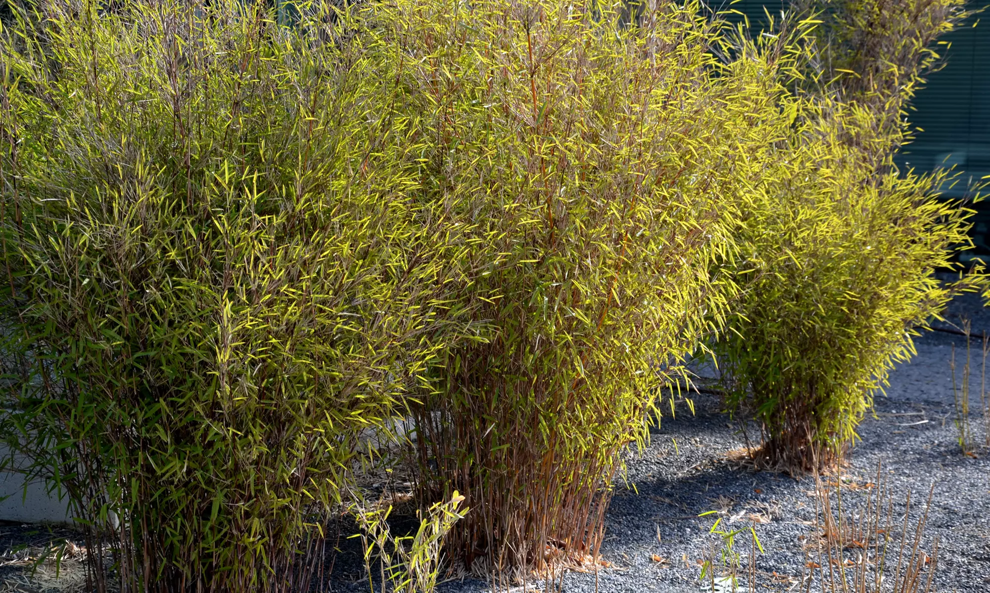 Fino a 6 piante Fargesia, disponibili in 3 tipologie - Primary Image