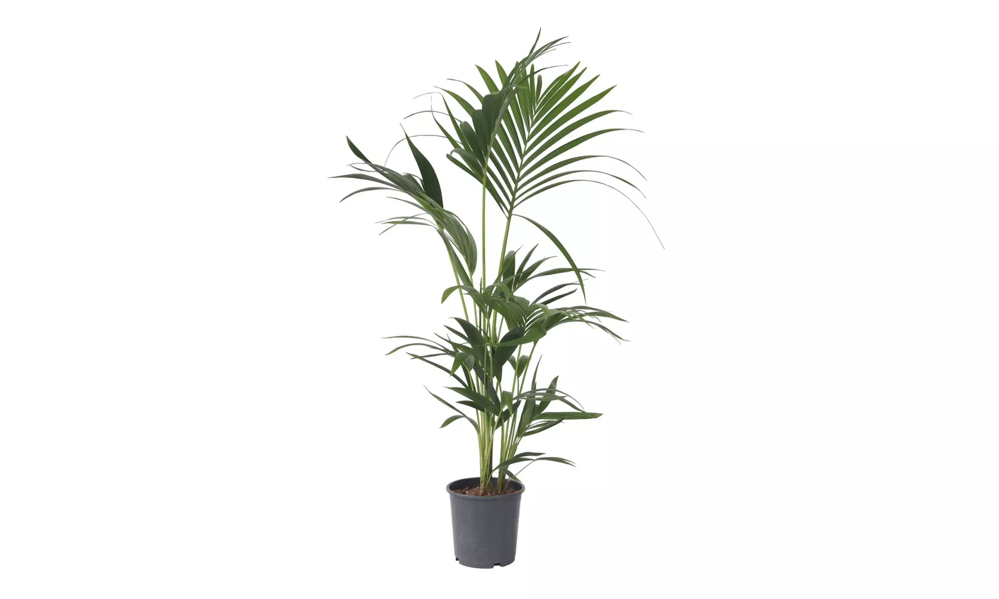 1x oder 2x Kentiapalme XXL "Howea Forsteriana"