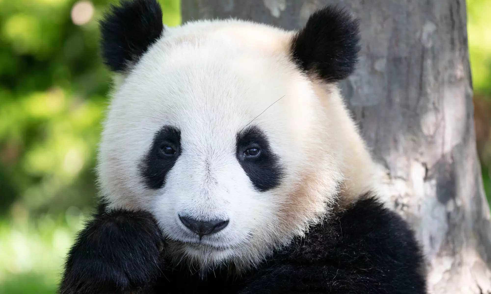 ZooParc de Beauval : 1 ou 2 jours pour un tour du monde animal