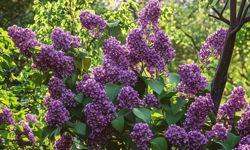 Image 3: 4 Pflanzen Edelflieder in der Sorte nach Wahl