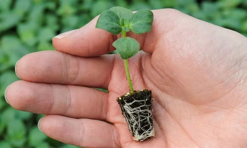 30 or 60 Begonia 'Illumination White' Plants - Image 6