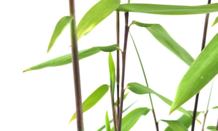 Image 4: Up to Three Bamboo 'Black Dragon' 10cm Potted Plants