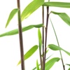 Image 4: Up to Three Bamboo 'Black Dragon' 10cm Potted Plants
