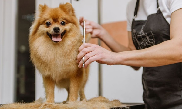 Full Grooming for Cats and Dogs to Keep Them Pampered! Tom and