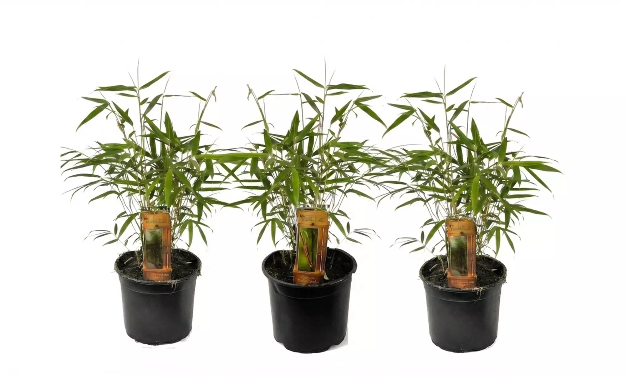 1 o 2 plantas de Fargesia Red Dragon