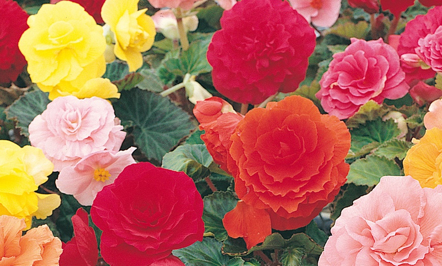 Image 4: 10 or 20 Begonia 'Non-Stop' Garden-Ready Plants