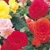 Image 4: 10 or 20 Begonia 'Non-Stop' Garden-Ready Plants