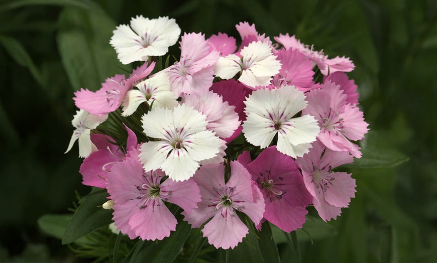 Image 7: 10 or 20 Sweet William Dianthus Dart Pink Magicia Plants