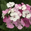 Image 7: 10 or 20 Sweet William Dianthus Dart Pink Magicia Plants