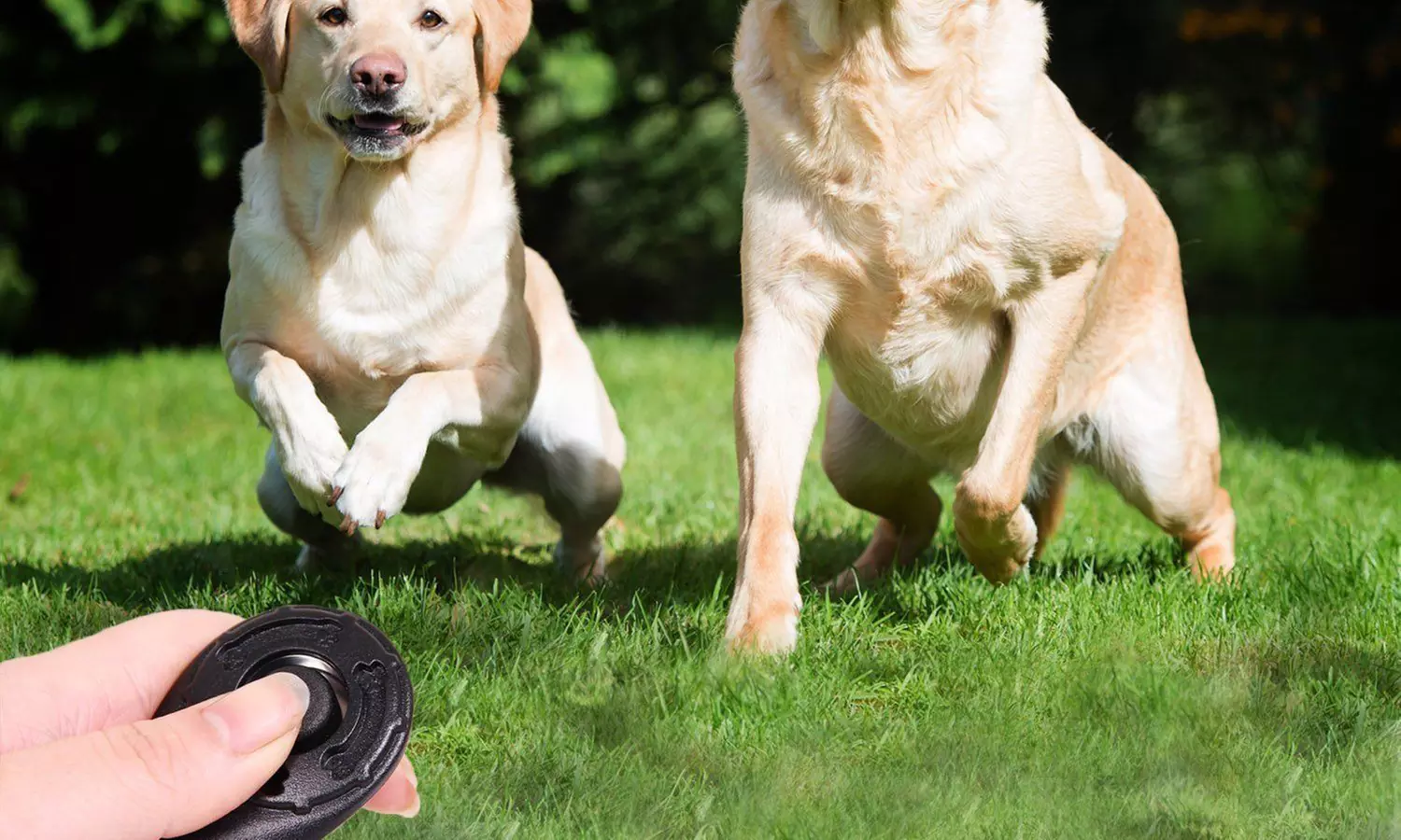 Clicker d'entrainement et de dressage pour chien - Second Medium