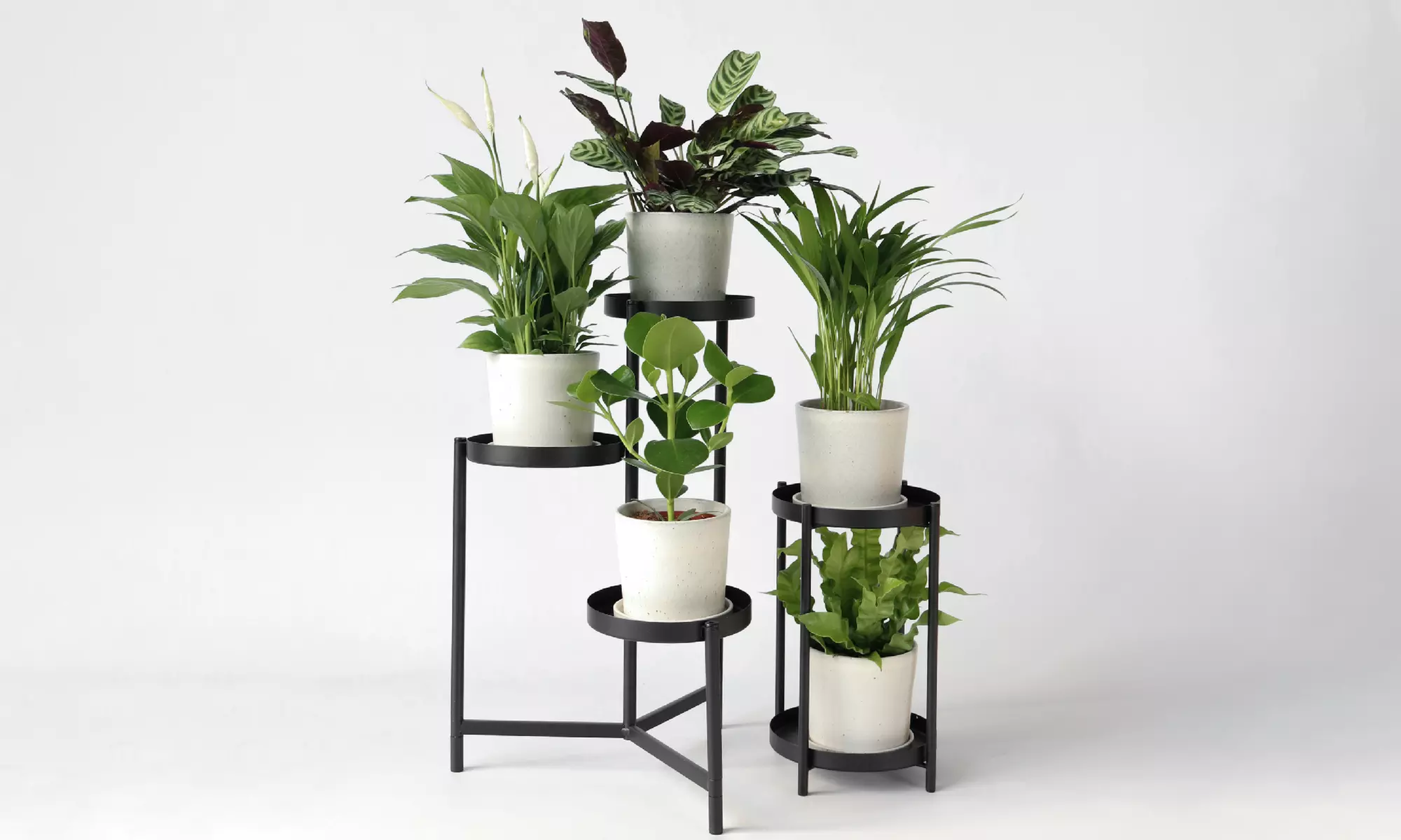 5er-Set Zimmerpflanzen mit luftreinigenden Eigenschaften