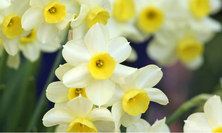 Image 1: 30 or 60 Narcissus 'Minnow' Spring Flowering Bulbs