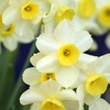 Image 1: 30 or 60 Narcissus 'Minnow' Spring Flowering Bulbs