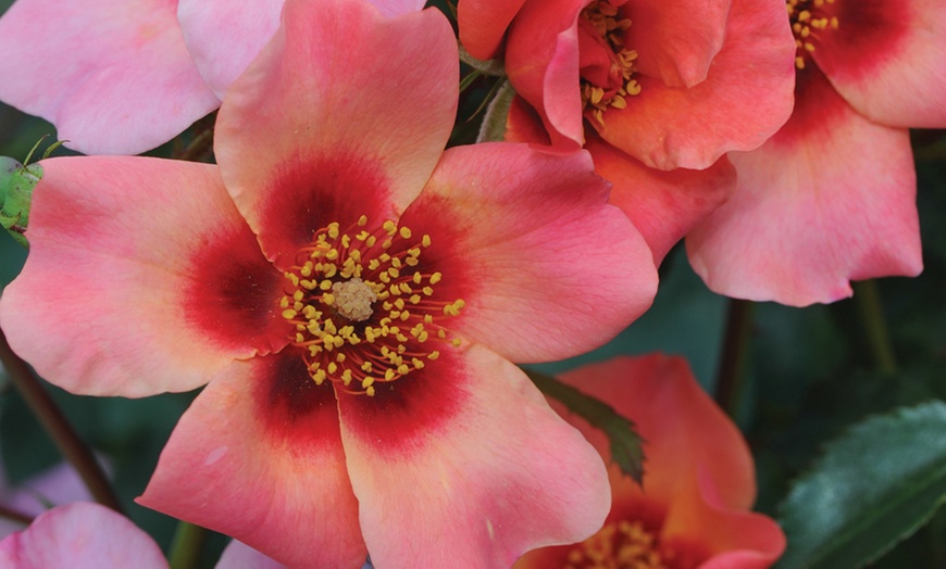 Image 6: Floribunda Rose Pair Collection