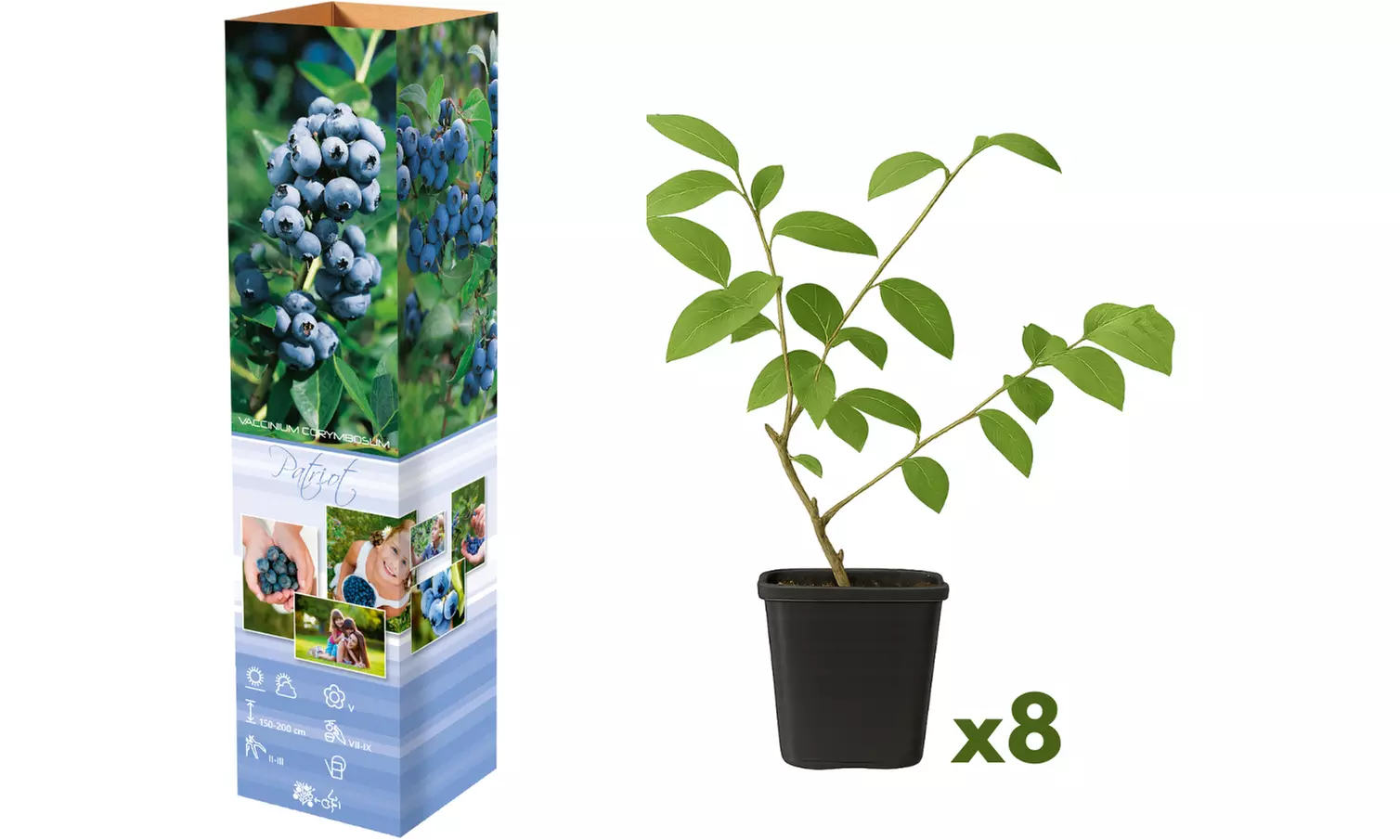 Lot de 4 plants de Myrtilles