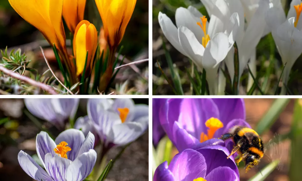 Lot de 30 ou 70 bulbes de crocus à grandes fleurs, couleurs au choix - Primary Image