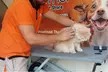 Basic or Full Grooming at Pet Corner (Up To 34% Off) - Image 7