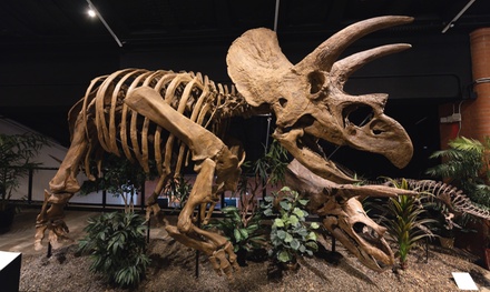 Admission for One to HMNS Sugar Land - Houston Museum of Natural Science Sugar Land