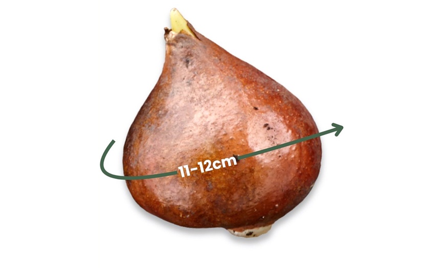 Image 5: 10, 15 of 20 Tulipa Queensland bloembollen