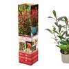 Image 4: 3 ou 6 plants de photinia fraseri "Red Robin"