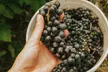 Explore Domaine du Ridge with The Epicurean Tour and Tasting Package for Up to Four People (Up to 36%Off) - Second Medium