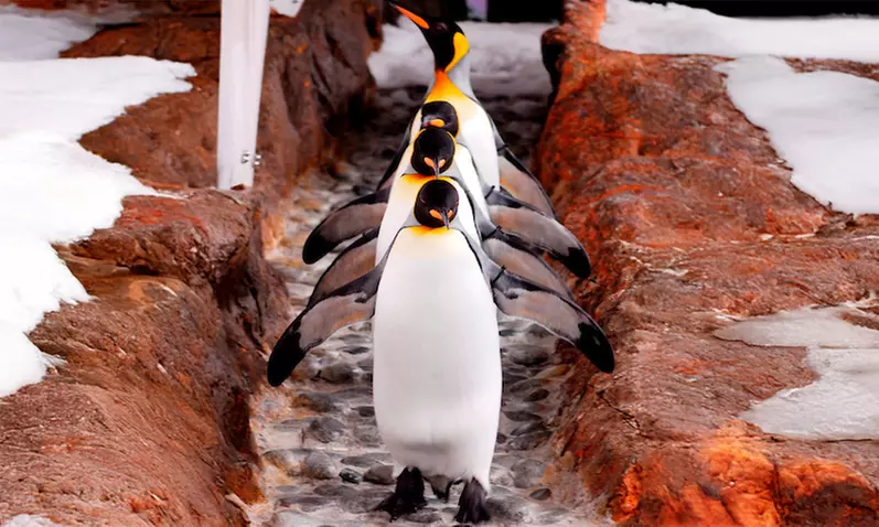 Melbourne Big Ticket: Multi- Attraction Pass for Adults & Kids