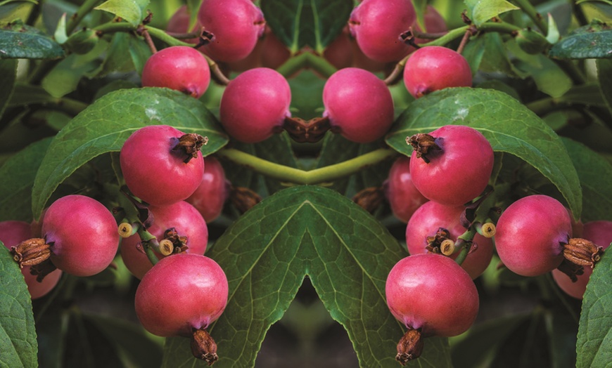 Image 5: Pink Blueberry ‘Pink Sapphire’ – 1 or 3 Potted Plants
