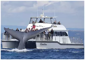 Up to 47% off Whale Watching at Newport Beach 