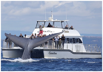 Whale Watching for One Person | Monday-Friday | Before 10:00 AM or After 5:00 PM - Newport Landing Whale Watching and Sportfishing