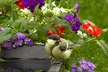 Birds,Bees & Butterflies Flower Seed Mats w/Soil Block (1pk, 2pk, 3pk-w/Shovel) - Second Medium