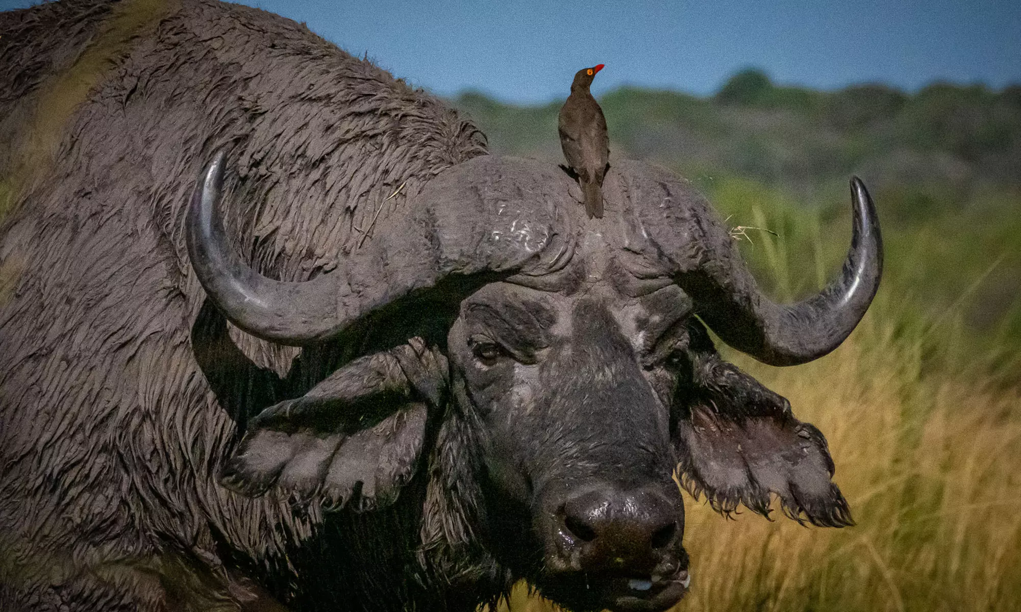 Zimbabwe: 7-Night Yoga & Safari Retreat