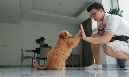 Pet Toilet assessment at School - Pet Station Kennels and Cattery LLC