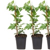 Image 6: One, Two or Three Scented Jasmine ‘Officinale’ Potted Plants