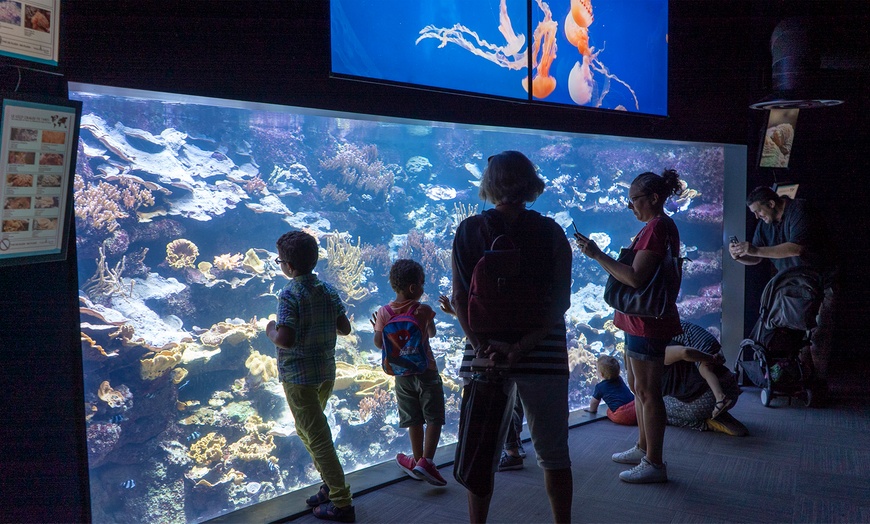 Image 7: Aquarium de Paris : la richesse du monde sous-marin tout l'année