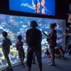 Image 7: Aquarium de Paris : la richesse du monde sous-marin tout l'année