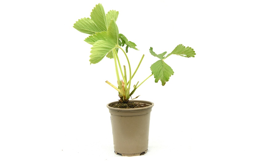 Image 7: Giant Strawberry Sweet Colossus - 1 or 2 Potted Plants