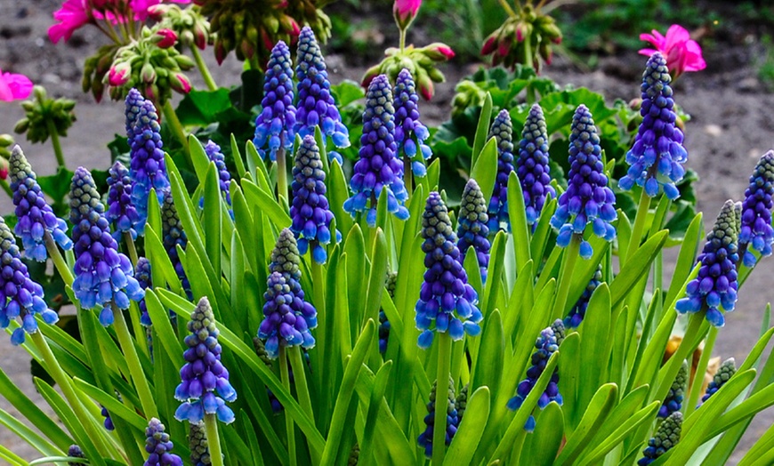 Image 8: 300-Piece Complete Spring-Flowering Bulb Collection